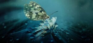 Não tenha medo de mudar: a metamorfose da borboleta e as mudanças pessoais